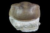 Wide, Enrolled Illaenus Trilobite - Russia #94663-5